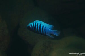 Metriaclima zebra 'Manda'